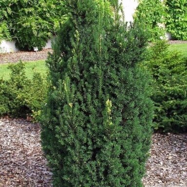 Kukmedis tarpinis 'Straight Hedge' C2