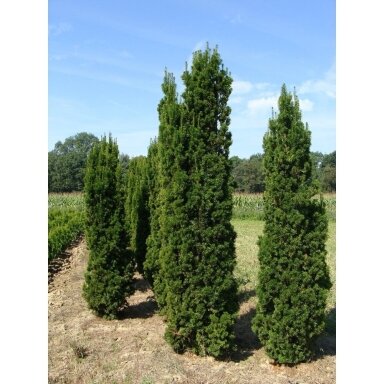 Kukmedis tarpinis 'Viridis' C5