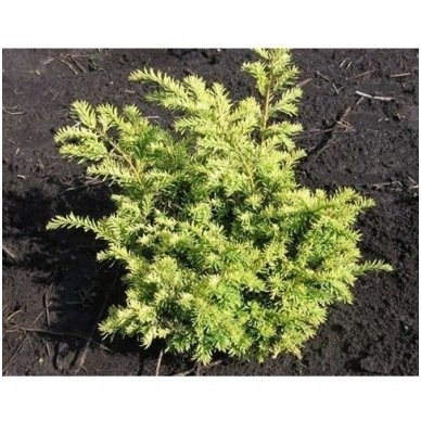 Kukmedis europinis 'Elegantissima' C45 1