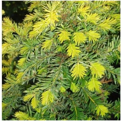 Kukmedis europinis 'Elegantissima' C45 2 Kukmedis europinis 'Elegantissima' C45 2