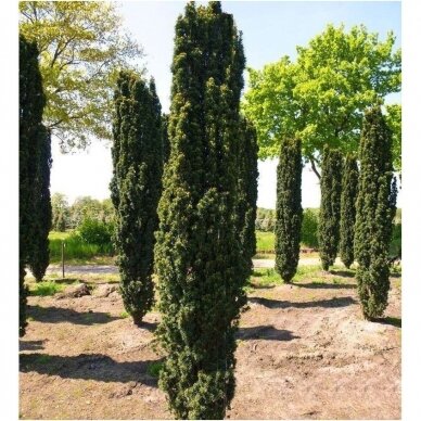 Kukmedis europinis 'Fastigiata Robusta' C2 Kukmedis europinis 'Fastigiata Robusta' C2