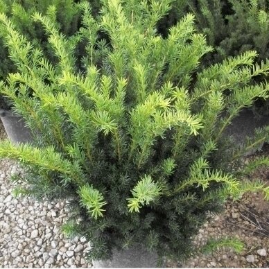 Kukmedis  tarpinis 'Densiformis' C10