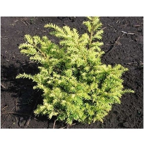 Kukmedis europinis 'Elegantissima' C45 1