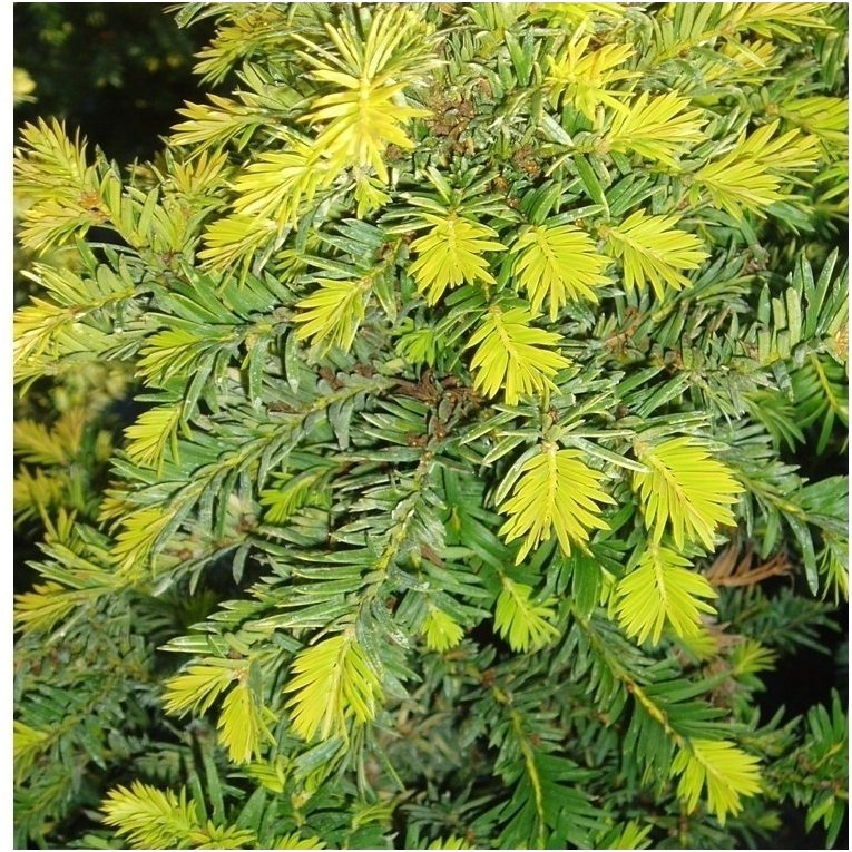 Kukmedis europinis 'Elegantissima' C45 2