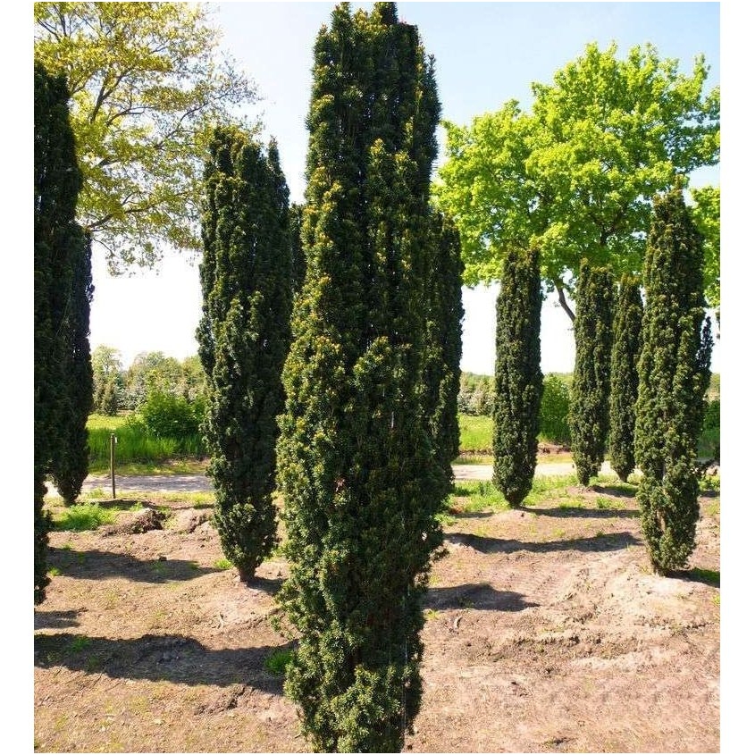 Kukmedis europinis 'Fastigiata Robusta' C5