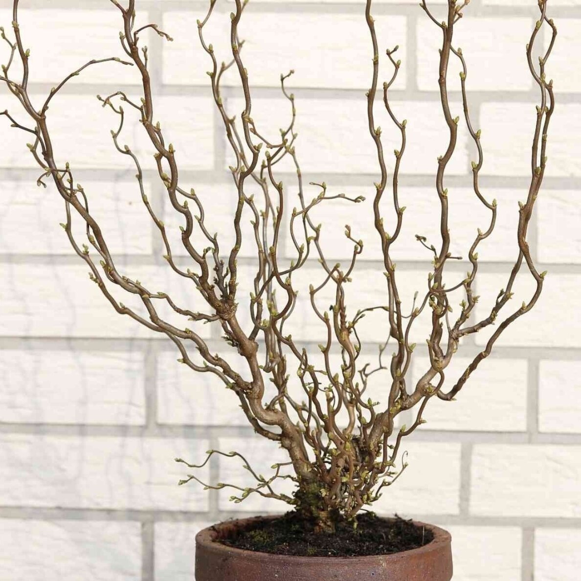 Nutwood 'Twister' C3 1