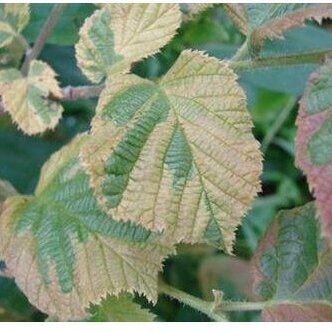 Nutwood 'Variegata' C10