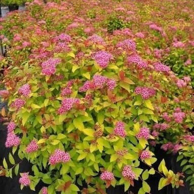 Japanese spirea 'Magic Carpet' PBR C2 Japanese spirea 'Magic Carpet' PBR C2