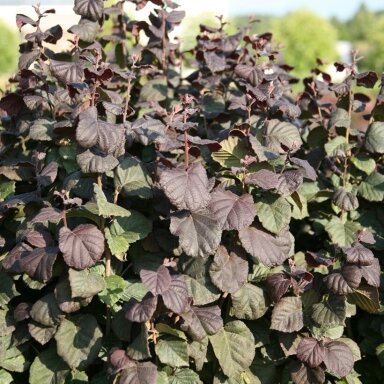 Lazdynas paprastasis 'ANNY'S PURPLE DREAM' C10