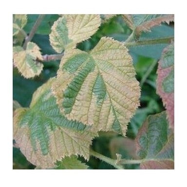 Lazdynas paprastasis 'Variegata' C10