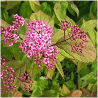 Lanksva japoninė 'MACROPHYLLA' C2 Lanksva japoninė 'MACROPHYLLA' C2