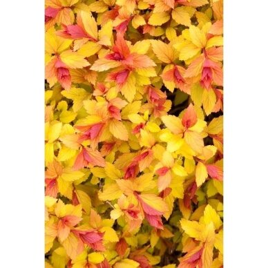 Japanese spirea 'Magic Carpet' PBR C2 1 Japanese spirea 'Magic Carpet' PBR C2 1
