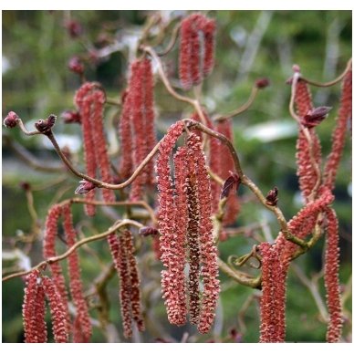 Nutwood 'Red Majestic' C10 2