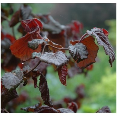 Nutwood 'Red Majestic' C10 3 Nutwood 'Red Majestic' C10 3