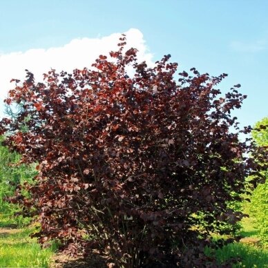 Lazdynas paprastasis 'Rotblättrige Zellernuss' C5 1
