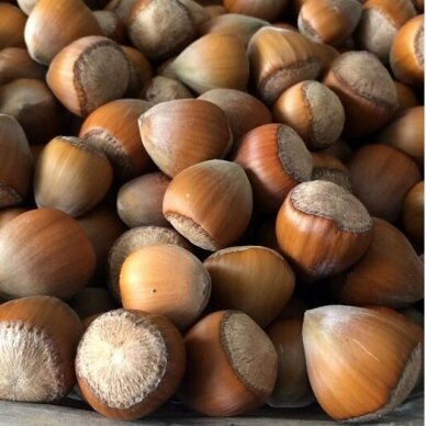 Lazdynas paprastasis 'WEBBS PREISNUSS' C10 Lazdynas paprastasis 'WEBBS PREISNUSS' C10