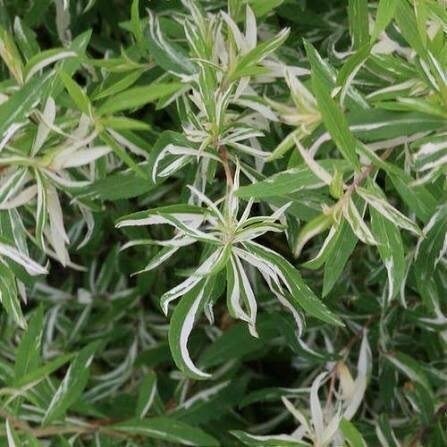Lanksva tunbergo 'Mount Fuji' C5 Lanksva tunbergo 'Mount Fuji' C5