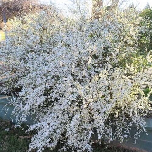 Lanksva tunbergo 'Mount Fuji' C5 1 Lanksva tunbergo 'Mount Fuji' C5 1