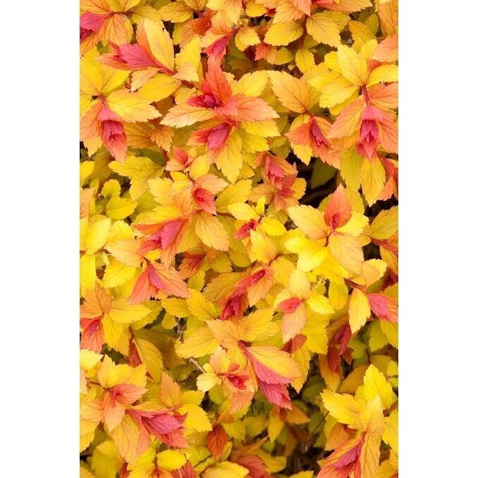 Japanese spirea 'Magic Carpet' PBR C2 1
