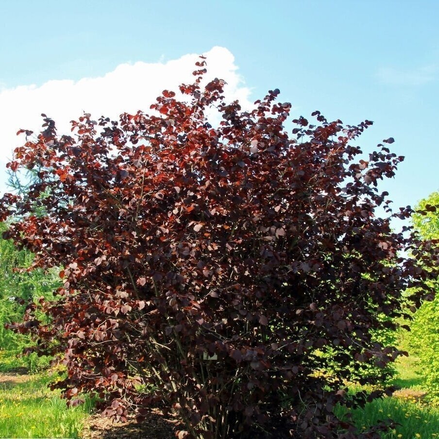 Lazdynas paprastasis 'Rotblättrige Zellernuss' C5 1 Lazdynas paprastasis 'Rotblättrige Zellernuss' C5 1