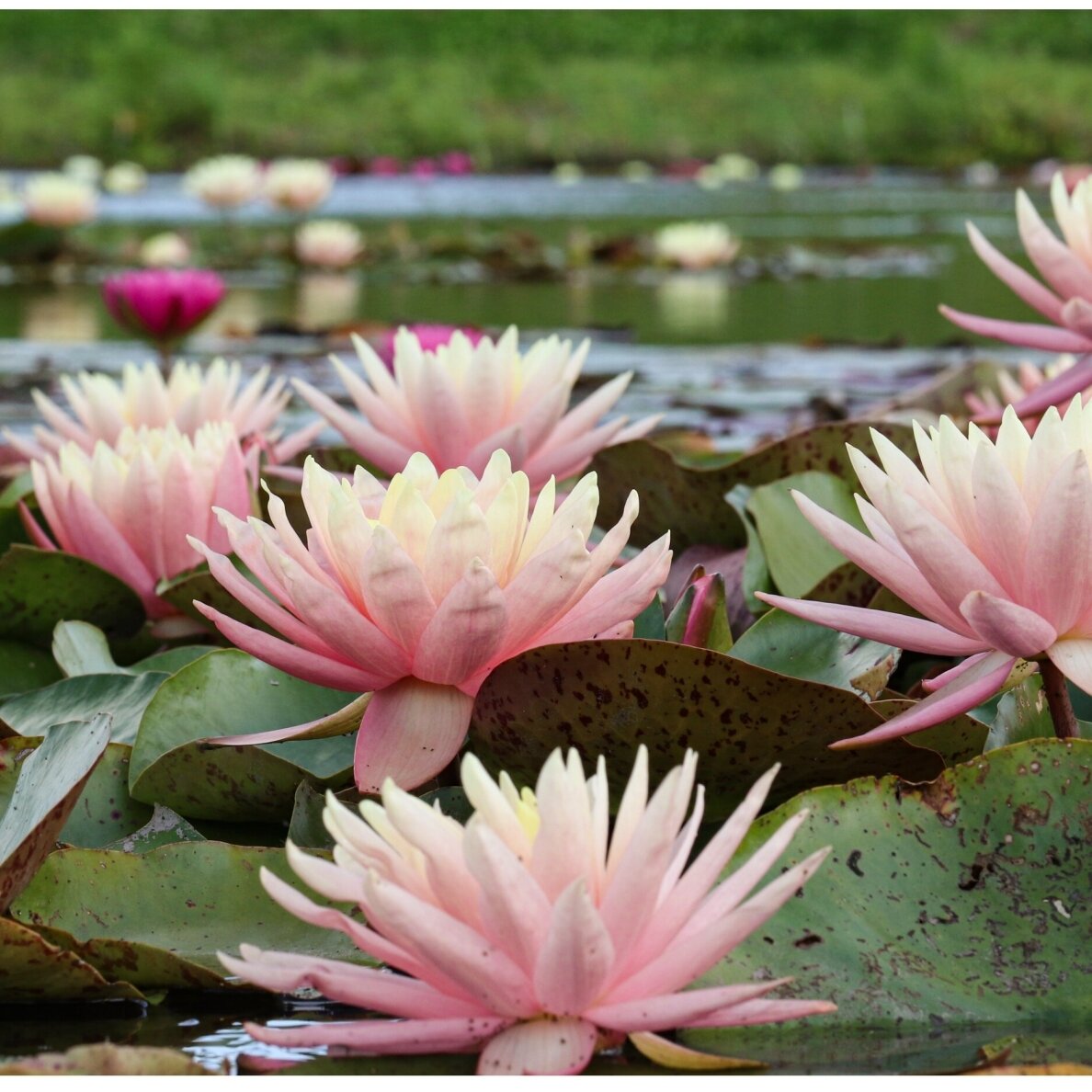 Lelija vandens 'Sunny pink' C2