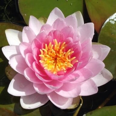 Lelija vandens 'Darwin' C2