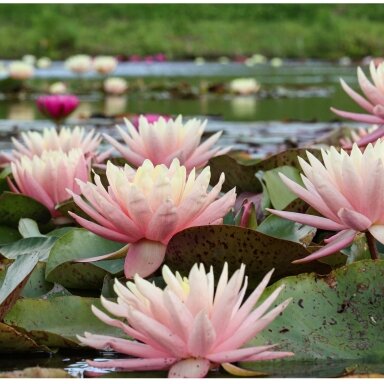 Lelija vandens 'Sunny pink' C2