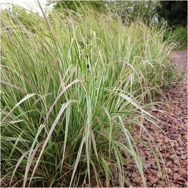 Feather reed grass 'Overdam' C5