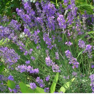 English lavender C2