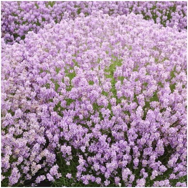English lavender 'Rosea' C2