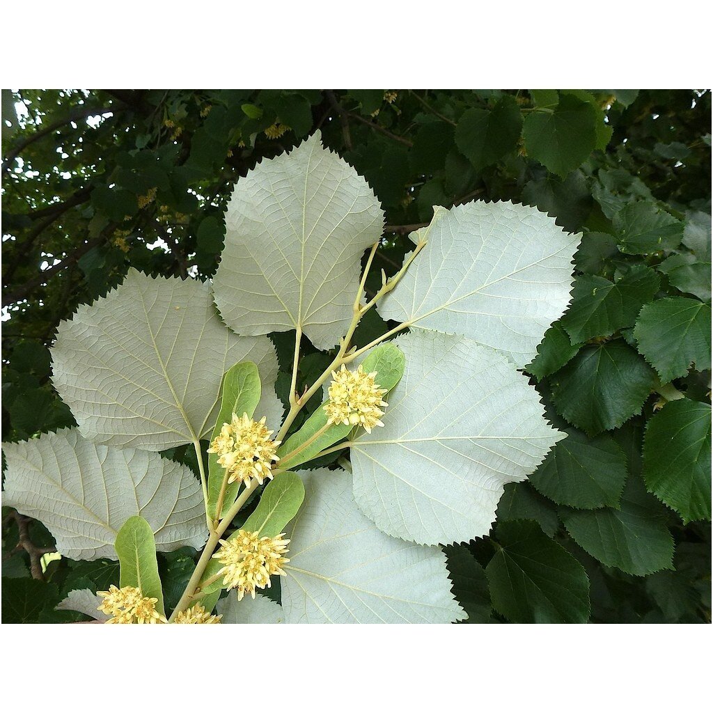 Silver linden C15 Silver linden C15