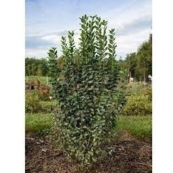 Wild Privet STRAIGHT TALK 'Swift' C5 Wild Privet STRAIGHT TALK 'Swift' C5