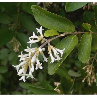 Border Privet C2 Border Privet C2