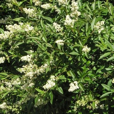 Wild Privet 'Lodense', C2 Wild Privet 'Lodense', C2