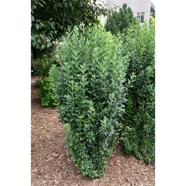 Wild Privet 'Pyramidale' C10 Wild Privet 'Pyramidale' C10