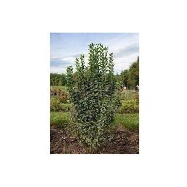 Wild Privet STRAIGHT TALK 'Swift' C5 Wild Privet STRAIGHT TALK 'Swift' C5