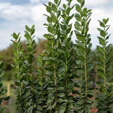 Wild Privet STRAIGHT TALK 'Swift' C5 1 Wild Privet STRAIGHT TALK 'Swift' C5 1