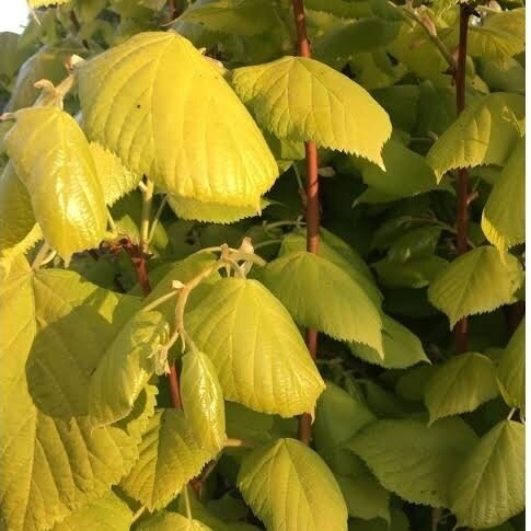 Liepa (paprastoji) europinė 'Golden Sunset' C15 Liepa (paprastoji) europinė 'Golden Sunset' C15
