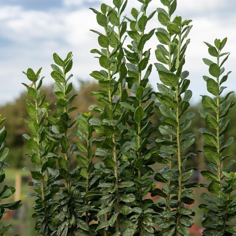 Wild Privet STRAIGHT TALK 'Swift' C5 1 Wild Privet STRAIGHT TALK 'Swift' C5 1