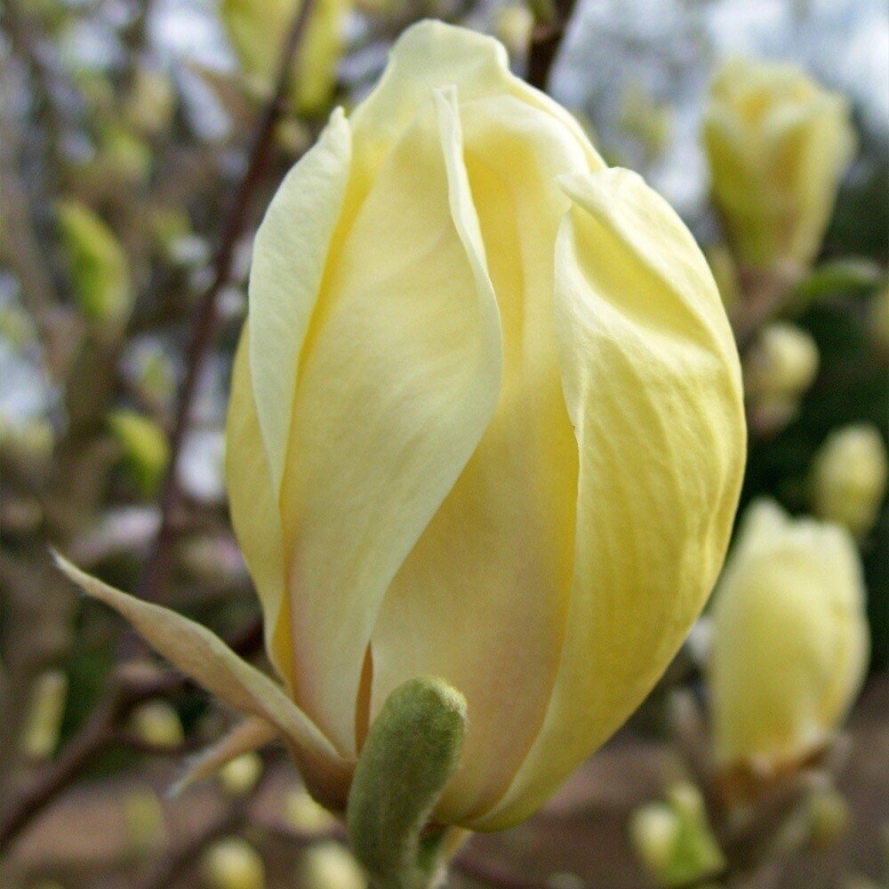 Magnolija 'Yellow Lantern' C15 1