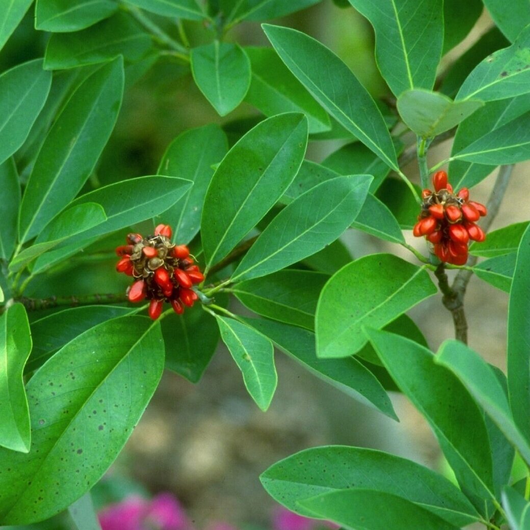 Magnolija virginiana C10 2