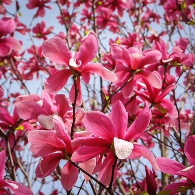 Magnolija 'Galaxy' C5