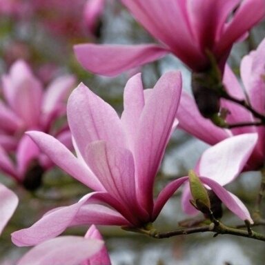 Magnolija 'Galaxy' C10