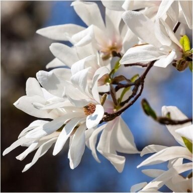 Japan magnolia C20