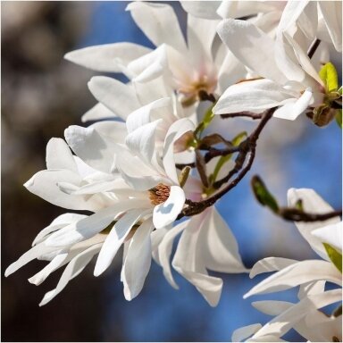 Japan magnolia C2