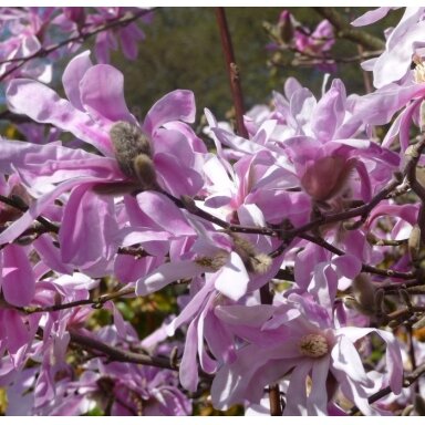 Magnolija 'Leonard Messel' C10