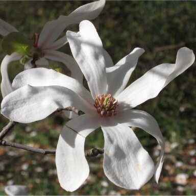 Magnolija 'Merrill' C20