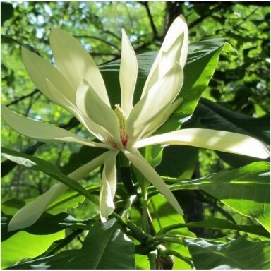 Magnolija skėtinė C20