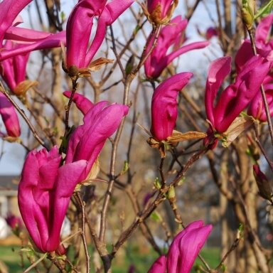 Magnolija 'Susan' C10