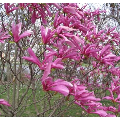 Magnolija 'Susan' C5
